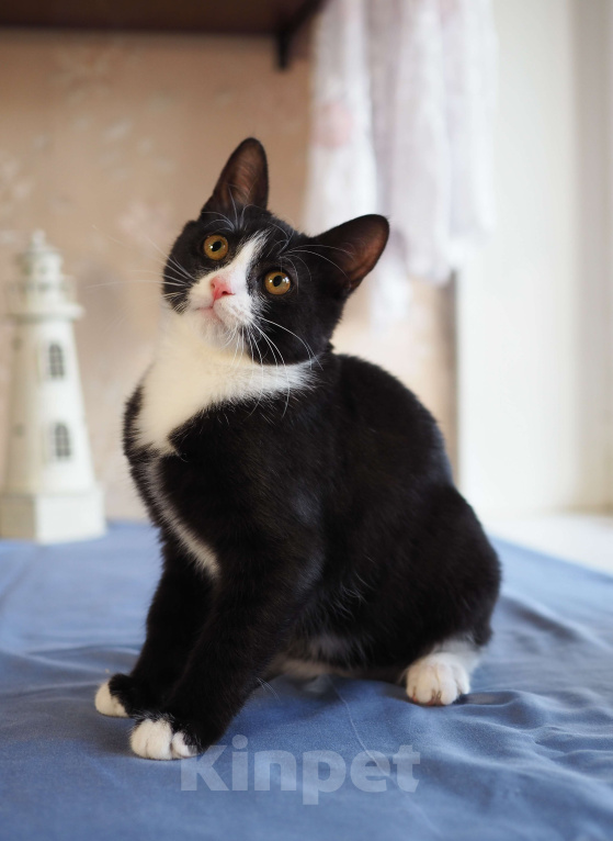 Кошки в Москве: Котёнок в добрые руки  Мальчик, Бесплатно - фото 6