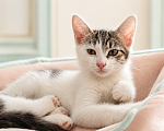 Кошки в Звенигороде: Котенок Окси Мальчик, Бесплатно - фото 4