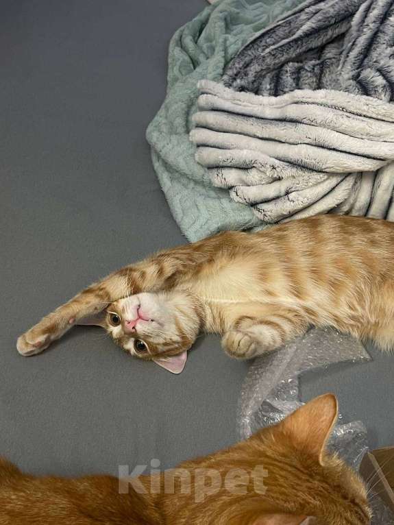 Кошки в Санкт-Петербурге: Потерялся котенок Мальчик, 5 000 руб. - фото 2