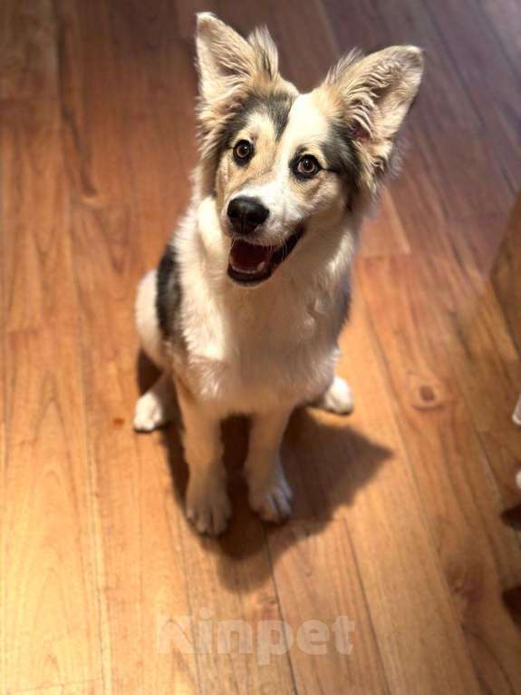 Собаки в Москве: Ласковая девочка метис австралийской овчарки с шестью пальчиками Девочка, Бесплатно - фото 2