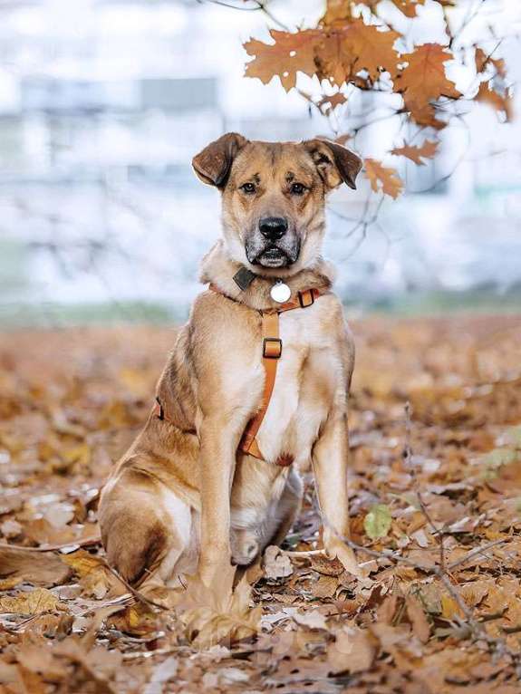 Собаки в Москве: Солнечный пес-компаньон Джек ищет дом Мальчик, Бесплатно - фото 5