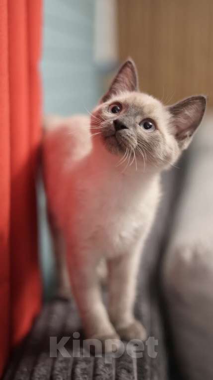 Кошки в Москве: Зефирка  Девочка, 25 000 руб. - фото 1