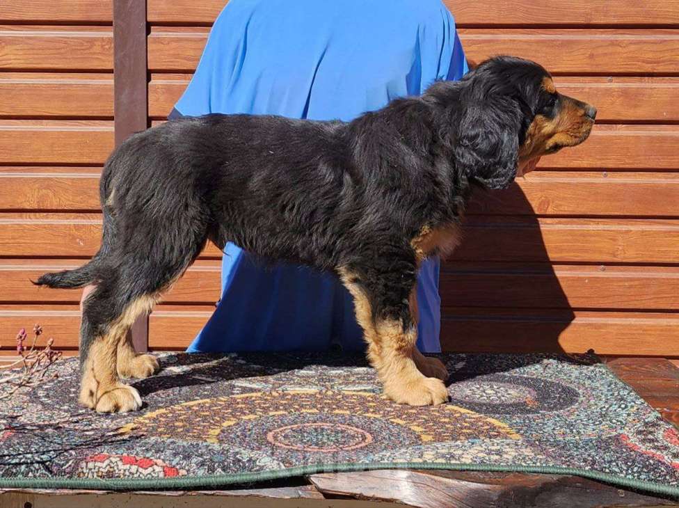 Собаки в Иркутске: Мальчик оранжевый ошейник Мальчик, 60 000 руб. - фото 2