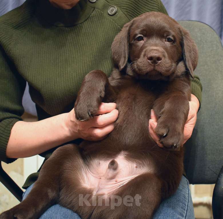 Собаки в Санкт-Петербурге: Элитный щенок лабрадора Мальчик, 130 000 руб. - фото 1