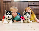Собаки в Комсомольске-На-Амуре: Хаски Щенки Разных окрасов Разнополые, Бесплатно - фото 1