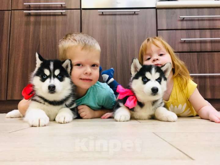 Собаки в Комсомольске-На-Амуре: Хаски Щенки Разных окрасов Разнополые, Бесплатно - фото 1