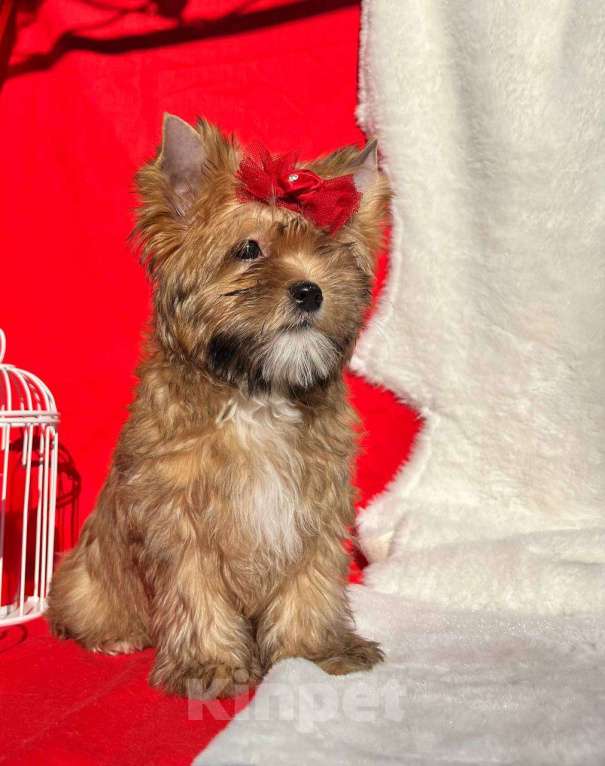 Собаки в Пензе: Русская салонная собака Девочка, 60 000 руб. - фото 3