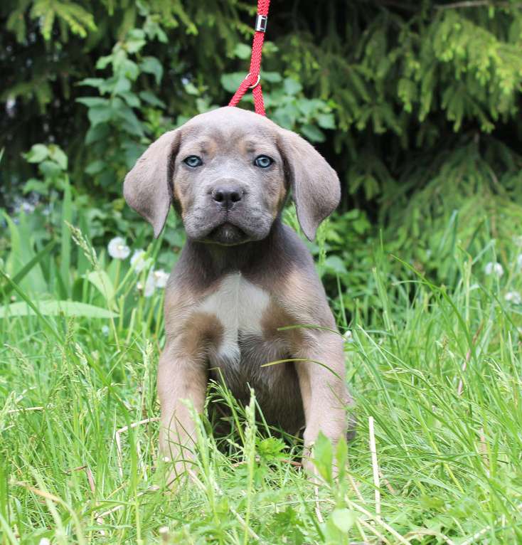 Собаки в Брянске: Предлагаются щенки Кане Корсо Мальчик, 50 000 руб. - фото 6