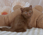 Кошки в Санкт-Петербурге: Британский котик окраса циннамон  Мальчик, 50 000 руб. - фото 1