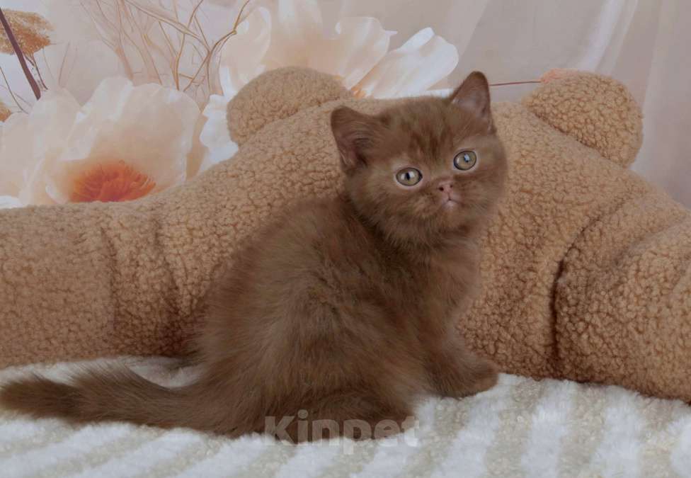 Кошки в Санкт-Петербурге: Британский котик окраса циннамон  Мальчик, 50 000 руб. - фото 1
