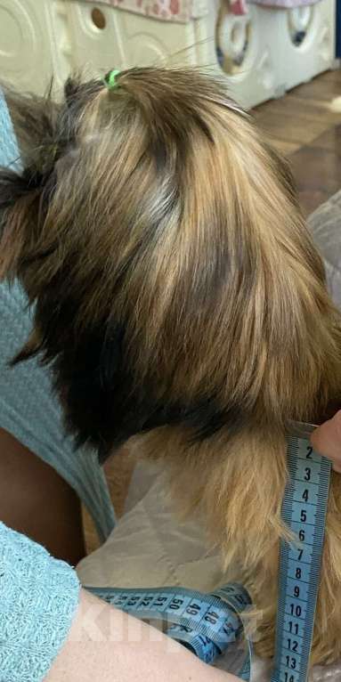 Собаки в Смоленске: Мини ши тцу Мальчик, Бесплатно - фото 2