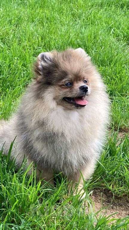 Собаки в Санкт-Петербурге: Померанский шпиц мальчик Мальчик, 25 000 руб. - фото 3