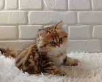 Кошки в Брянске: Хайленд страйт мраморная кошечка Девочка, 15 000 руб. - фото 6