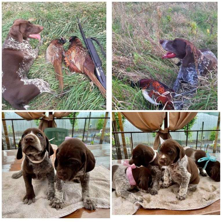 Собаки в Краснодаре: Девочка 1.5 месяца Девочка, 5 000 руб. - фото 1