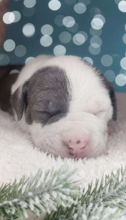 Собаки в Хабаровске: Мощный кобель амстафф Мальчик, 120 000 руб. - фото 5