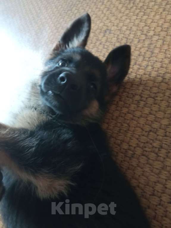 Собаки в Первоуральске: Продам щенка немецкой овчарки Девочка, 9 000 руб. - фото 3