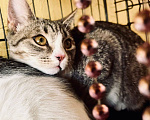 Кошки в Москве: Котенок Миса ищет дом Девочка, Бесплатно - фото 10