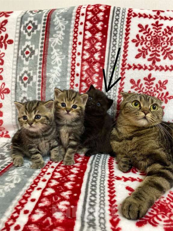 Кошки в Нижнем Новгороде: Шотландский котенок Девочка, 8 000 руб. - фото 4