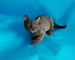 Кошки в Сертолово: Бурманские котята, 35 000 руб. - фото 4