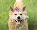 Собаки в Москве: Красавец Самурай — акита ину в дар Мальчик, Бесплатно - фото 4
