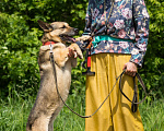 Собаки в Москве: самая обнимательная собака  Девочка, Бесплатно - фото 6
