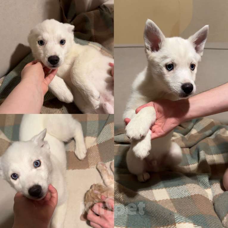 Собаки в Санкт-Петербурге: Помски Мальчик, 15 000 руб. - фото 5