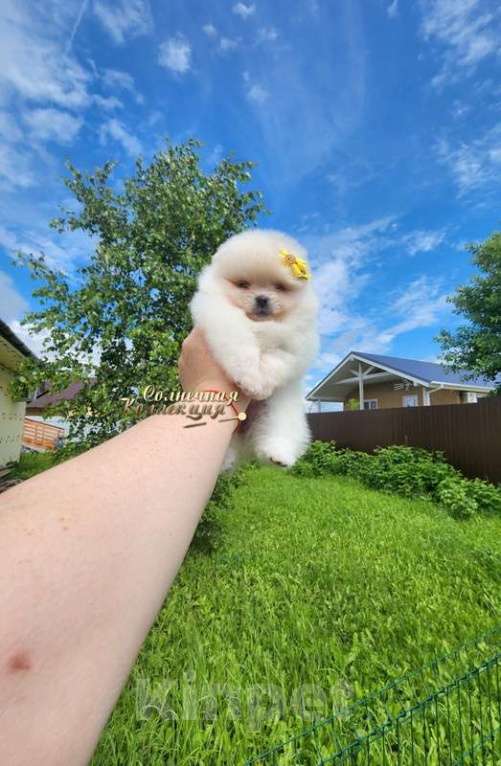 Собаки в Москве: Девочка померанского шпица из племенного питомника  Девочка, Бесплатно - фото 2