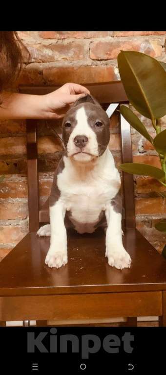 Собаки в Новосибирске: Предлагается шикарная сука АСТ Девочка, 5 000 руб. - фото 3