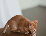 Кошки в Орле: Абиссинские котята Девочка, 1 руб. - фото 9