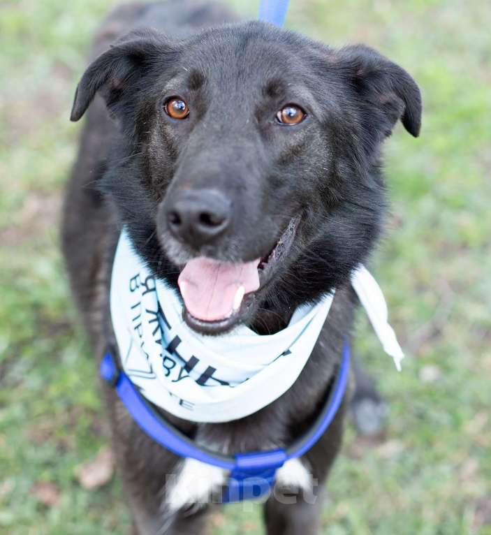 Собаки в Москве: Мишка так и не нашел своих еще Мальчик, Бесплатно - фото 3