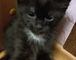 Кошки в Жуковском: Котята Девочка, Бесплатно - фото 7
