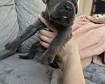 Собаки в других городах Московской области: Щенки кане-корсо Девочка, 45 000 руб. - фото 3