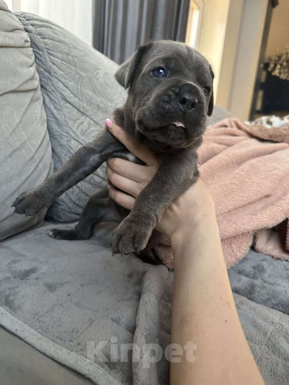 Собаки в других городах Московской области: Щенки кане-корсо Девочка, 45 000 руб. - фото 3