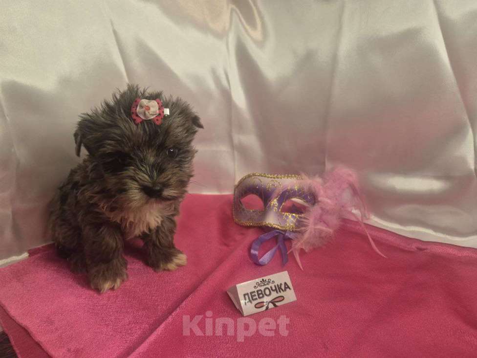 Собаки в Москве: Девочка редкого окраса голубой мрамор Девочка, 35 000 руб. - фото 3