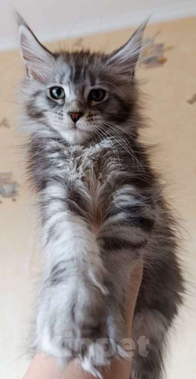 Кошки в Санкт-Петербурге: Девочка черный мрамор на серебре Девочка, 80 000 руб. - фото 1