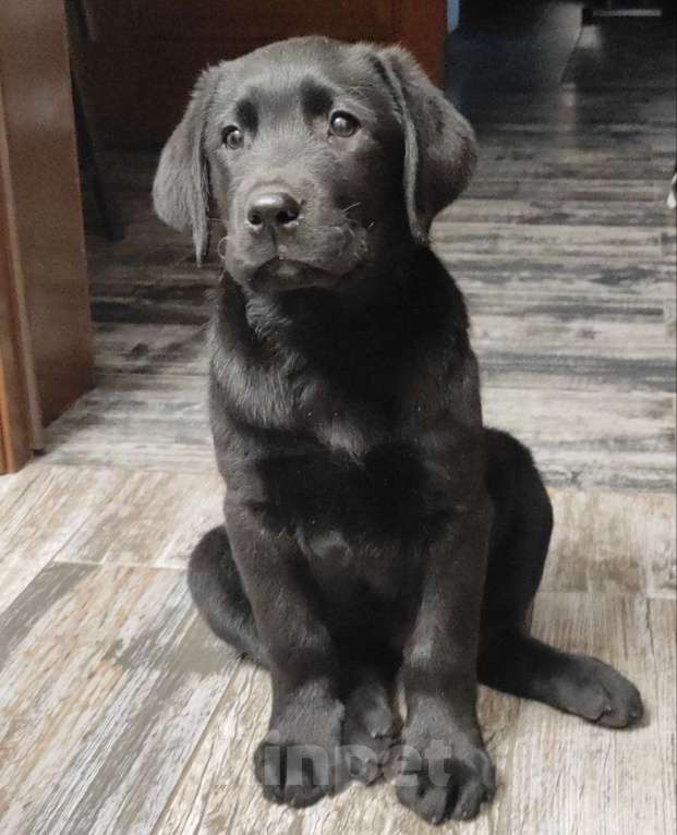 Собаки в Пятигорске: Лабрадор щенки чёрные  Мальчик, 25 000 руб. - фото 4