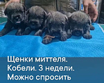 Собаки в Таганроге: Щенки шнауцера перец соль Мальчик, Бесплатно - фото 5