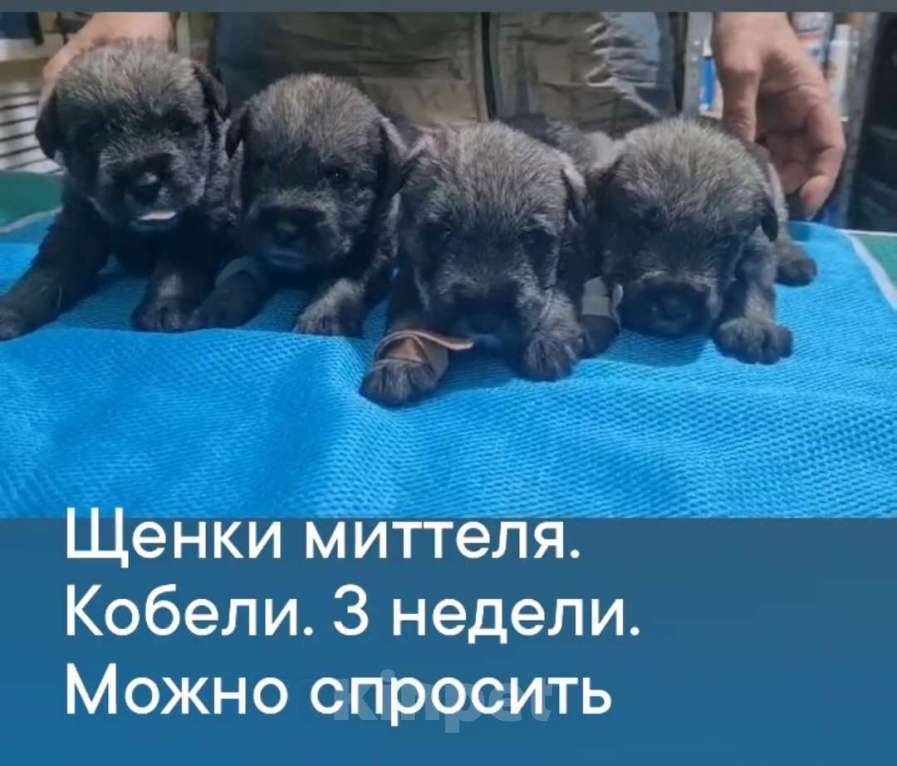 Собаки в Таганроге: Щенки шнауцера перец соль Мальчик, Бесплатно - фото 5