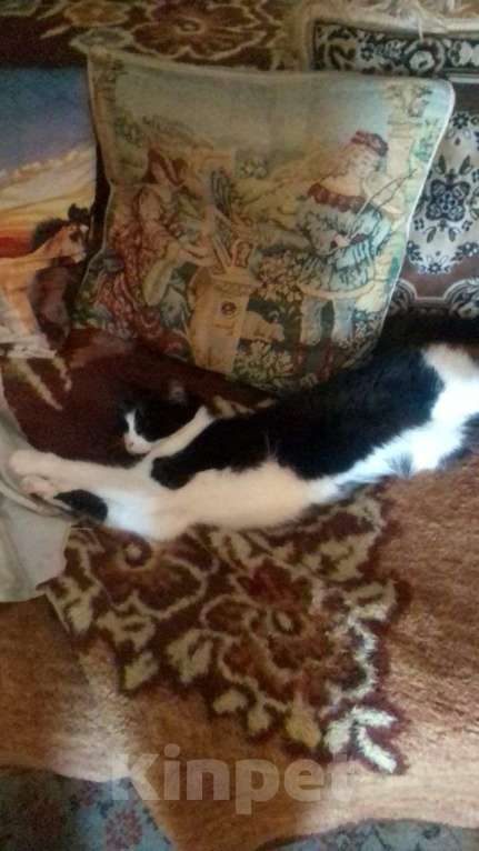 Кошки в Королеве: Добрая кошечка в добрые руки Девочка, Бесплатно - фото 4