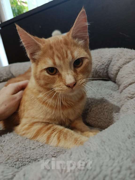 Кошки в Челябинске: Тайский котёнок Мальчик, Бесплатно - фото 1