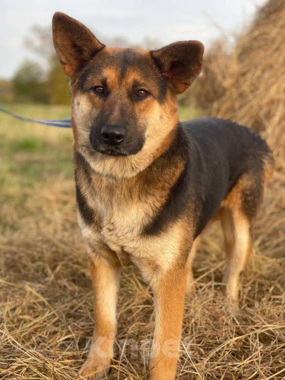 Собаки в Владимире: Собака в добрые руки  Девочка, Бесплатно - фото 6