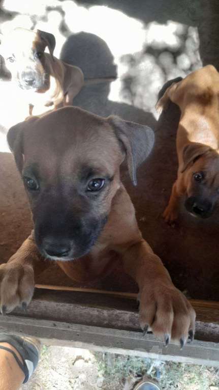 Собаки в других городах Ставропольского края: Ищем хороших хозяев  Девочка, Бесплатно - фото 7