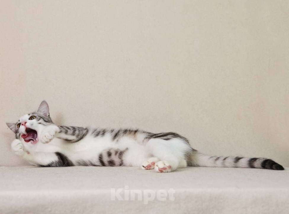 Кошки в Москве: Тиша в костюмчике готов стать домашним Мальчик, Бесплатно - фото 2