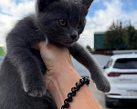 Кошки в Подольске: Отдам котенка в добрые руки Девочка, Бесплатно - фото 2