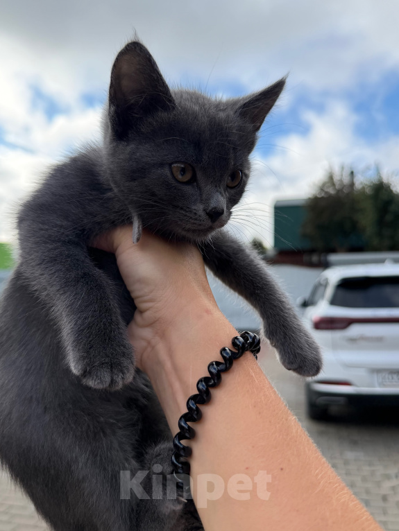 Кошки в Подольске: Отдам котенка в добрые руки Девочка, Бесплатно - фото 2