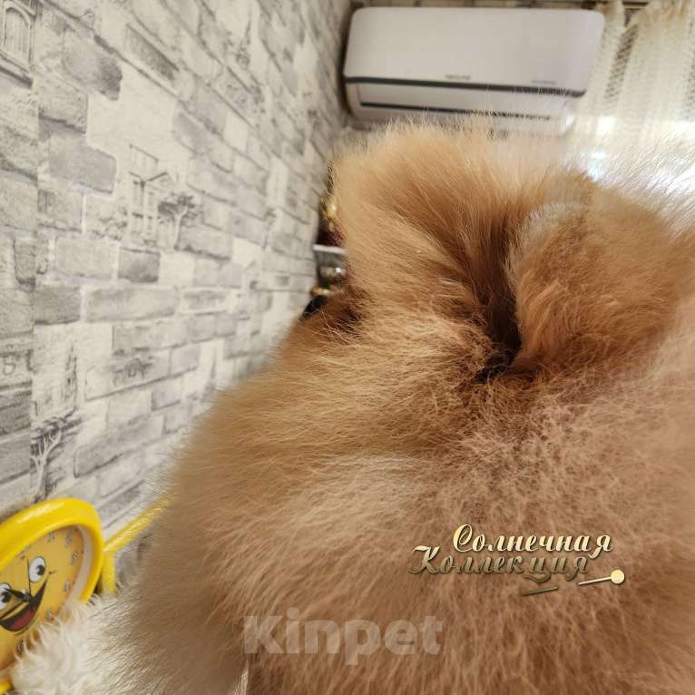 Собаки в Москве: Шикарная курносая супер меховая девочка померанского шпица Девочка, Бесплатно - фото 4