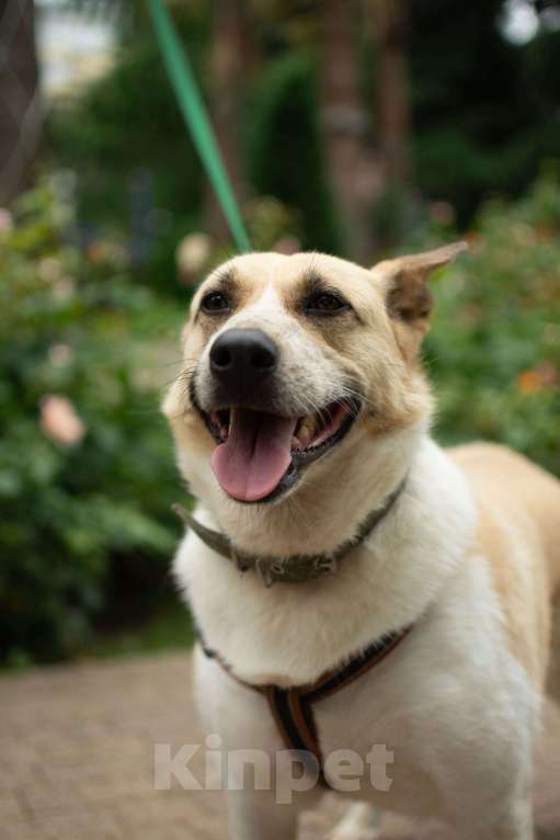 Собаки в других городах Краснодарского края: Австралийская пастушья собака по версии Яндекс в дар  Девочка, Бесплатно - фото 3