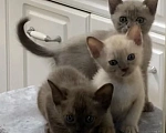 Кошки в Ростове-на-Дону: Котенок Европейской Бурмы Разнополые, 20 000 руб. - фото 1