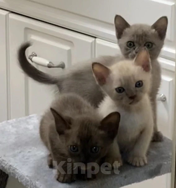 Кошки в Ростове-на-Дону: Котенок Европейской Бурмы Разнополые, 20 000 руб. - фото 1