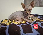 Кошки в Керчи: Котенок канадского сфинкса Девочка, 10 000 руб. - фото 4